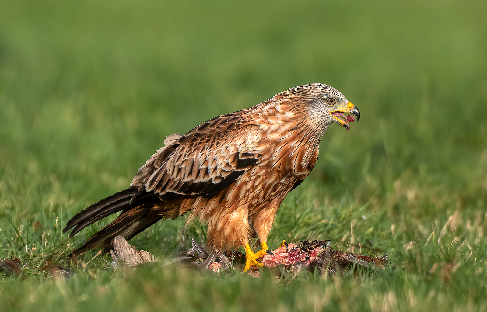 RED KITE EATING by Richard Nutter